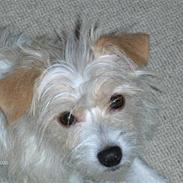 Blanding af racer Zenta