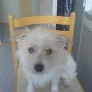 Blanding af racer Zenta