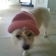 Blanding af racer Zenta