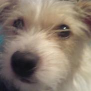 Blanding af racer Zenta