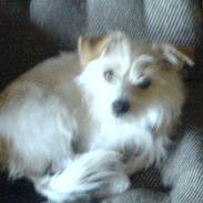 Blanding af racer Zenta