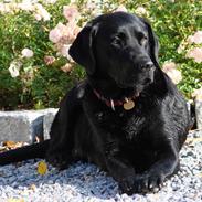 Labrador retriever Molly