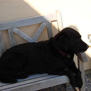 Labrador retriever Molly