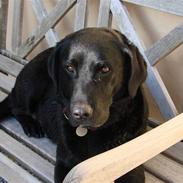 Labrador retriever Molly