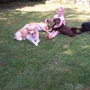 Labrador retriever Molly