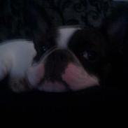 Fransk bulldog Boffi