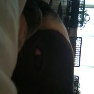 Fransk bulldog Boffi