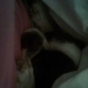 Fransk bulldog Boffi