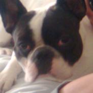 Fransk bulldog Boffi