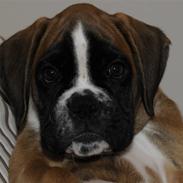 Boxer Apollo