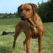 Rhodesian ridgeback M'Gongo Tasu A Saba