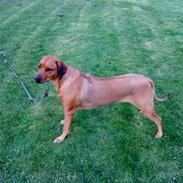 Rhodesian ridgeback M'Gongo Tasu A Saba