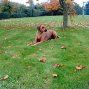 Rhodesian ridgeback M'Gongo Tasu A Saba