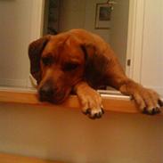 Rhodesian ridgeback M'Gongo Tasu A Saba