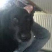 Flat coated retriever Lady 