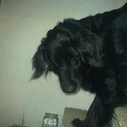 Flat coated retriever Lady 