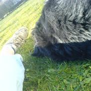 Flat coated retriever Lady 