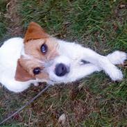 Jack russell terrier Viktor