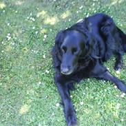 Flat coated retriever Lady 
