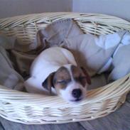 Jack russell terrier Viktor