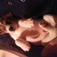 Jack russell terrier Viktor