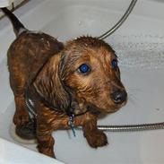 Blanding af racer Bobby (SOLGT)