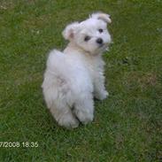 Coton de tulear Coco