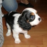 Cavalier king charles spaniel Anton