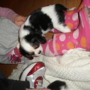 Cavalier king charles spaniel Anton