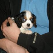 Cavalier king charles spaniel Anton
