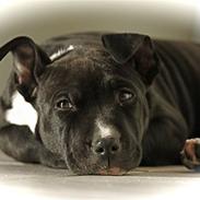 Staffordshire bull terrier Tjalfe