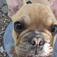 Fransk bulldog Lui Aimeè Brandy Buller