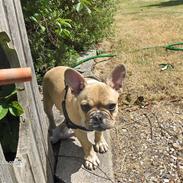 Fransk bulldog Lui Aimeè Brandy Buller