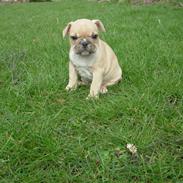 Fransk bulldog Lui Aimeè Brandy Buller