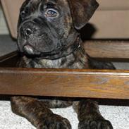 Blanding af racer Harley