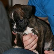 Boxer Roma