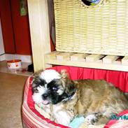 Shih tzu Anton