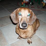 Gravhund Fille R.I.P 1998-2011