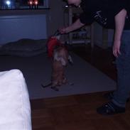 Gravhund Fille R.I.P 1998-2011