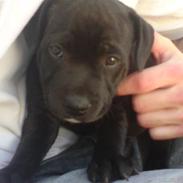 Staffordshire bull terrier Cody