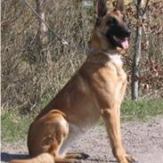 Malinois Hexe