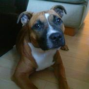 Staffordshire bull terrier duffy