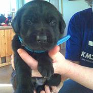 Blanding af racer Loke