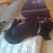 Blanding af racer Loke