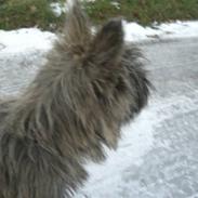 Cairn terrier Maddie