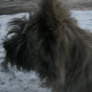 Cairn terrier Maddie