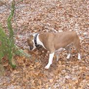 Amerikansk staffordshire terrier Opal Du Oxygen