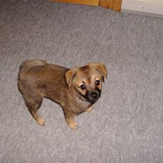 Blanding af racer Smilla