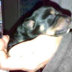 Dansk svensk gaardhund Lilo