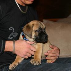 Boerboel RATHMANNS STEVIE *R.I.P*